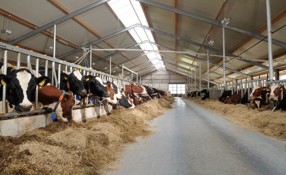 L'environnement optimal de l’étable pour garder vos vaches en bonne santé