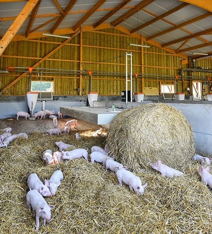 Visite en image de la porcherie de la ferme du logis en Normandie !