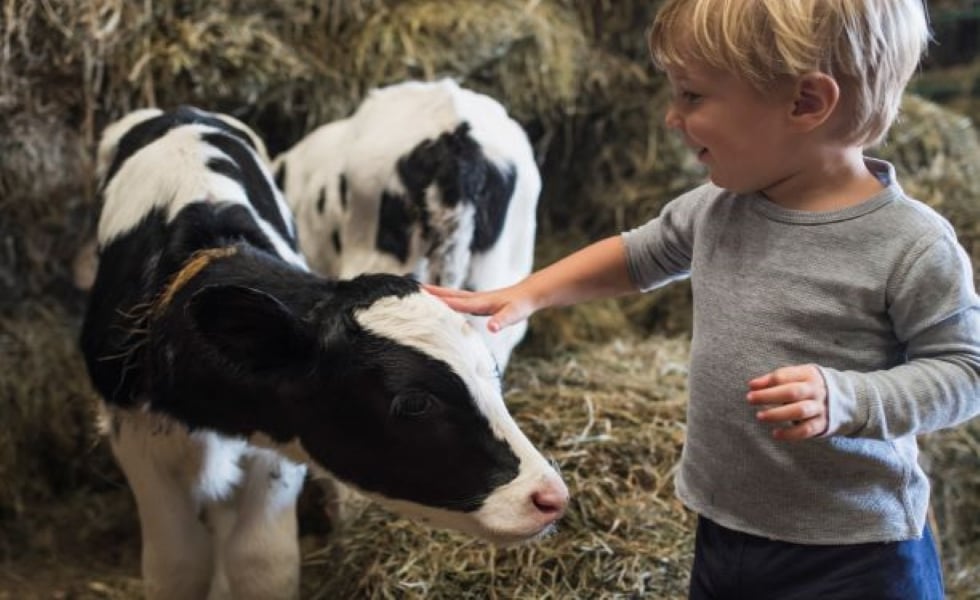 Améliorer le bien-être des animaux en optimisant les étables 